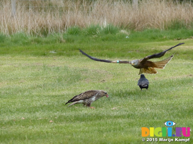 FZ015658 Red kites (Milvus milvus)